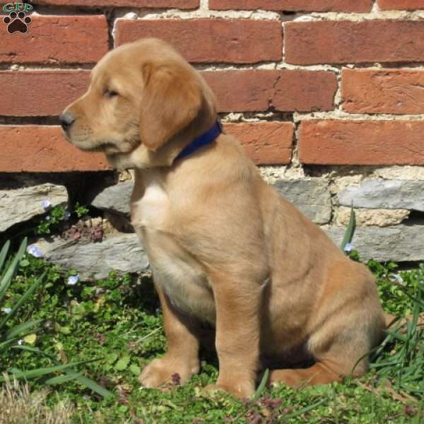 Carson, Golden Labrador Puppy